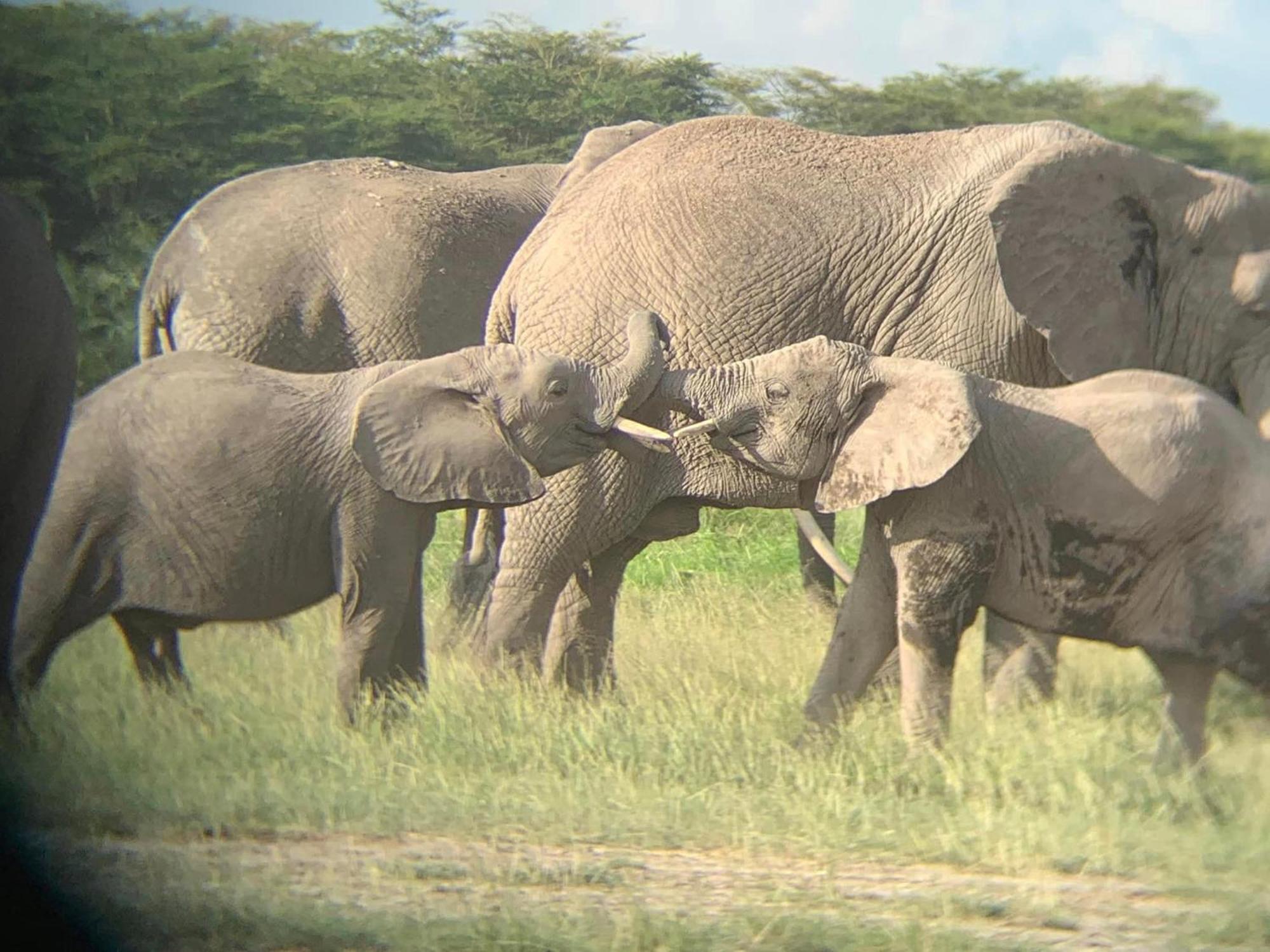 Amboseli Discovery Camp Dış mekan fotoğraf