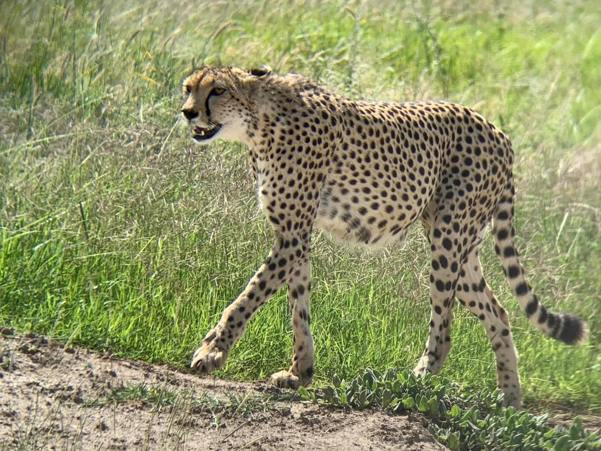 Amboseli Discovery Camp Dış mekan fotoğraf