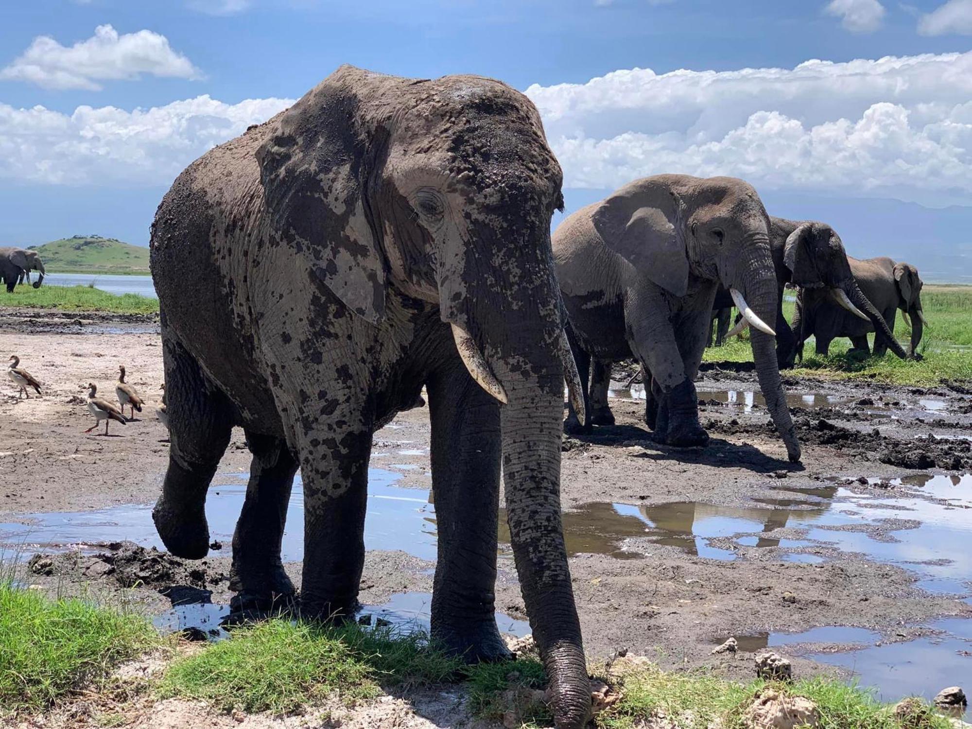 Amboseli Discovery Camp Dış mekan fotoğraf