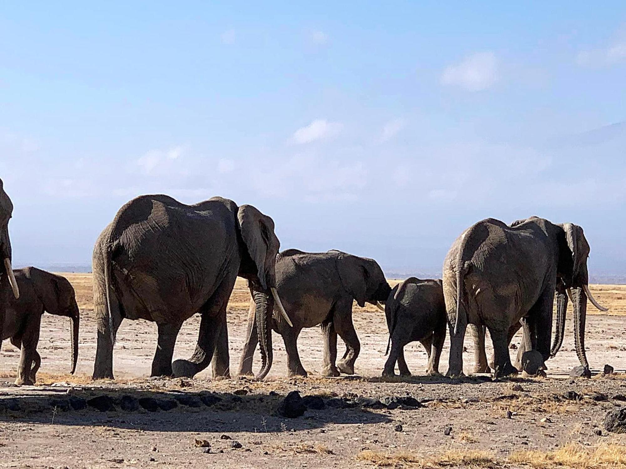 Amboseli Discovery Camp Dış mekan fotoğraf