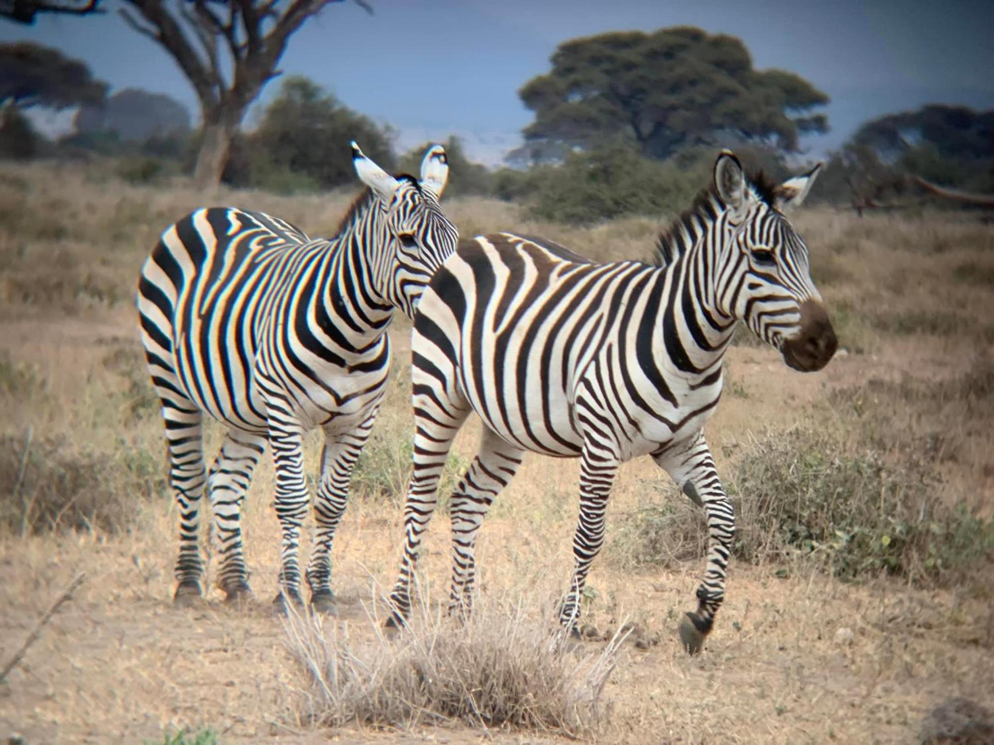 Amboseli Discovery Camp Dış mekan fotoğraf